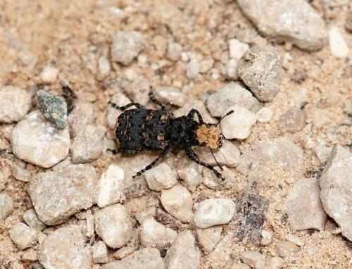 Réf. 284 745 : Platyrhinus resinosus